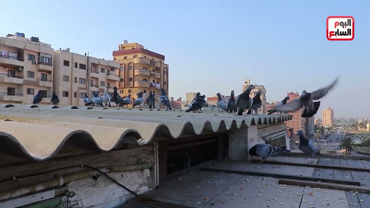 من الهواية لكبار المتسابقين.. حكاية هاني مع سباقات الحمام الزاجل
