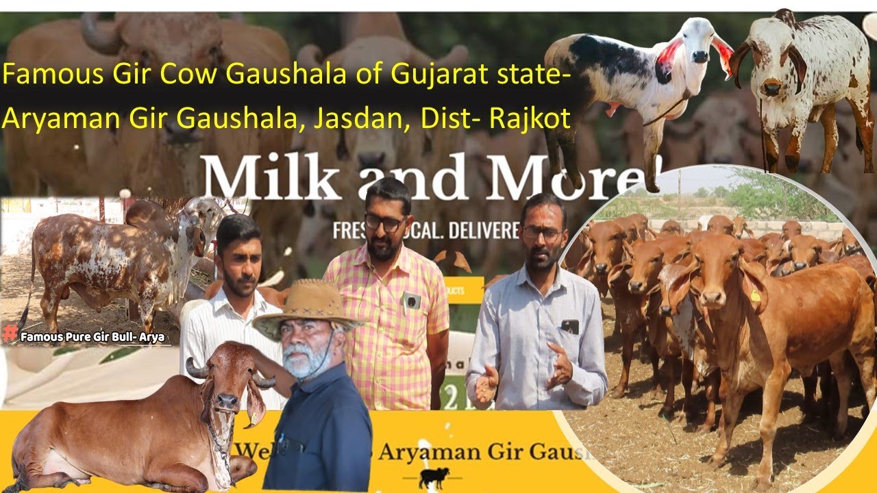 ગુજરાતની પ્રખ્યાત ગીર નસલની ગૌશાળા-આર્યમાન ગીર ગૌશાળા, જસદણ Famous Gir Cow Gaushala- Aryaman, Jasdan