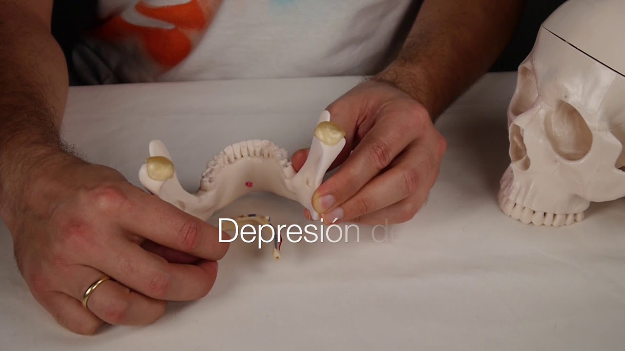 MÚSCULO GENIOHIOIDEO