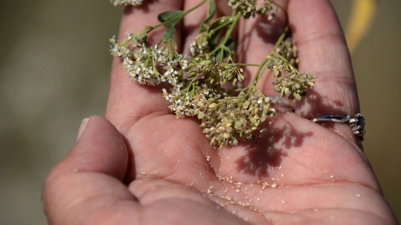 2018 Vol 3 NWV 5 Perenial Pepper Weed