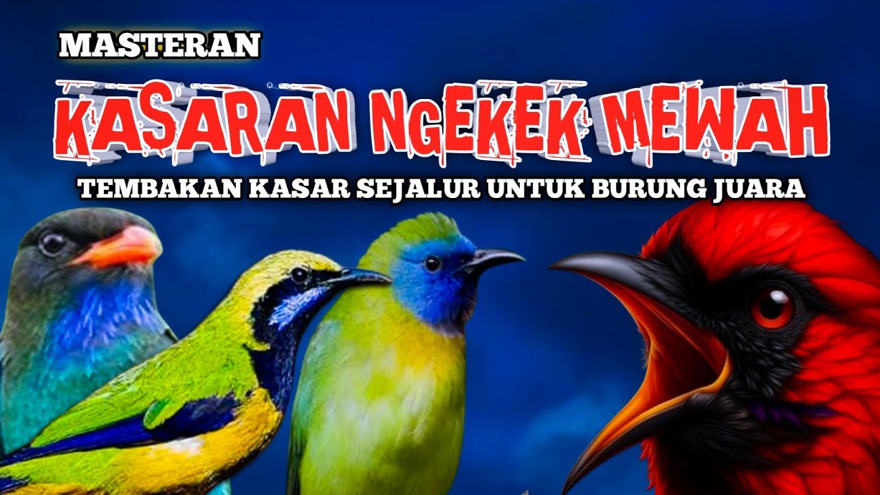 🔥 MASTERAN KASARAN NGEKEK MEWAH 🔥 | Tembakan Kasar Sejalur Bikin Burung Juara Gacor Panjang