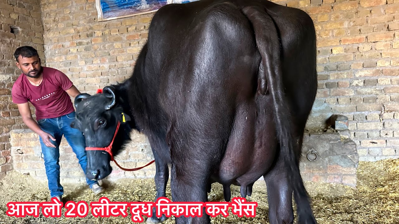 आज लो 20 लीटर दूध निकाल कर भैंस / 5 भैंसे बिकाऊ दूध 14 से 20 लीटर तैयार । Yadav Dairy Farm 