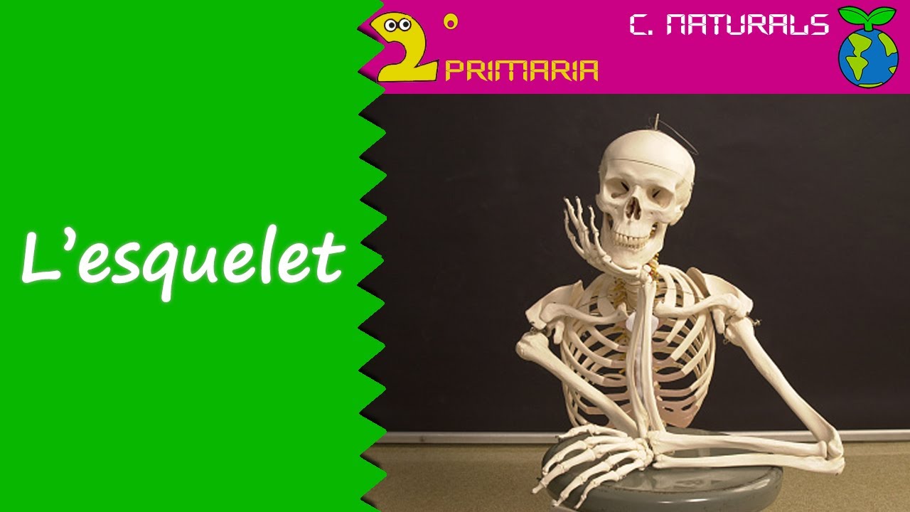 Ci&egrave;ncies de la Naturalesa. 2n Prim&agrave;ria. Tema 2. L'esquelet