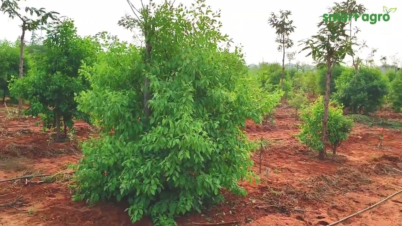 Timber Sandalwood Farm by Smart Agro Farm - Virtual Tour