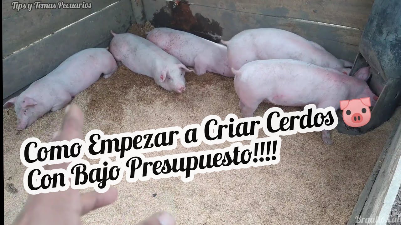 Como Empezar a Criar CERDOS🐷 con Bajo Presupuesto💵 Materiales de fácil Acceso
