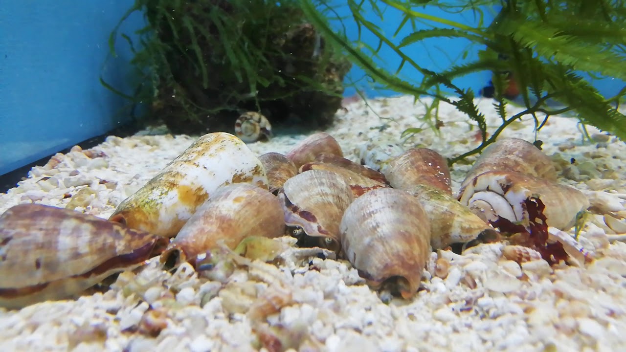 Strombus luhuanus Kegelfechterschnecke