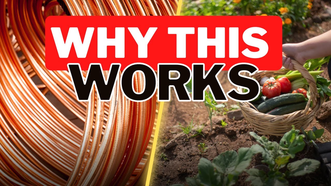 Electro Culture Food Production. Why Electricity Helps Plants Grow.