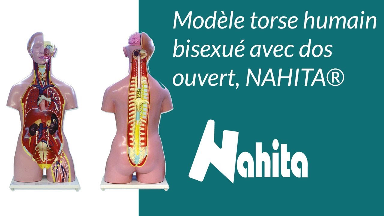 Modèle torse humain bisexué avec dos ouvert, NAHITA®