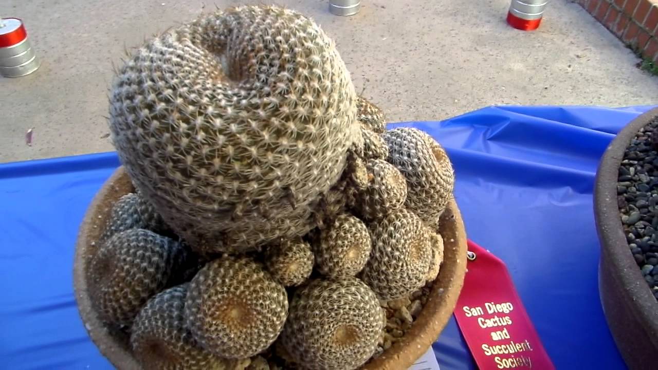 San Diego Cactus & Succulent Society Winter Show (2/14/15) 1/3