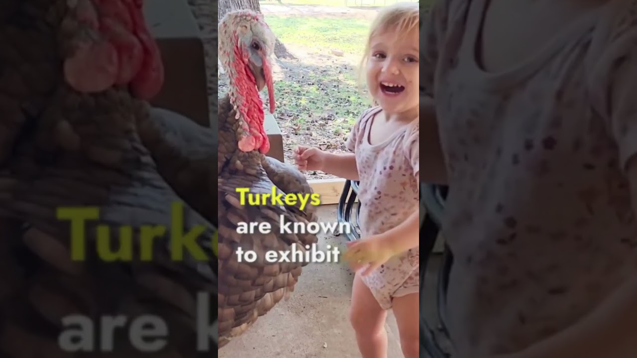 Gentle Turkey: A Wildlife Exploration