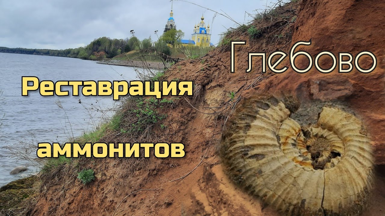 Глебовские аммониты. Препарация и реставрация.