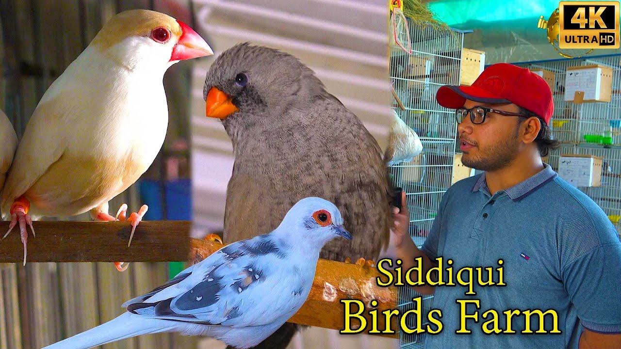 Rare and Unique Birds at Siddiqui Birds Farm Karachi 2024 | Dimond Dove Java Birds Gouldian finch