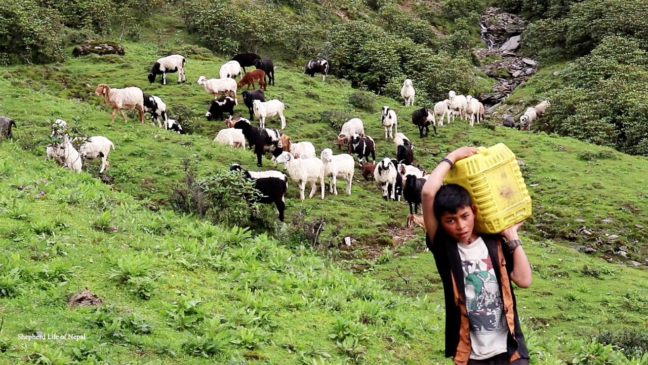 shepherd life || Rural Nepal Quest ||