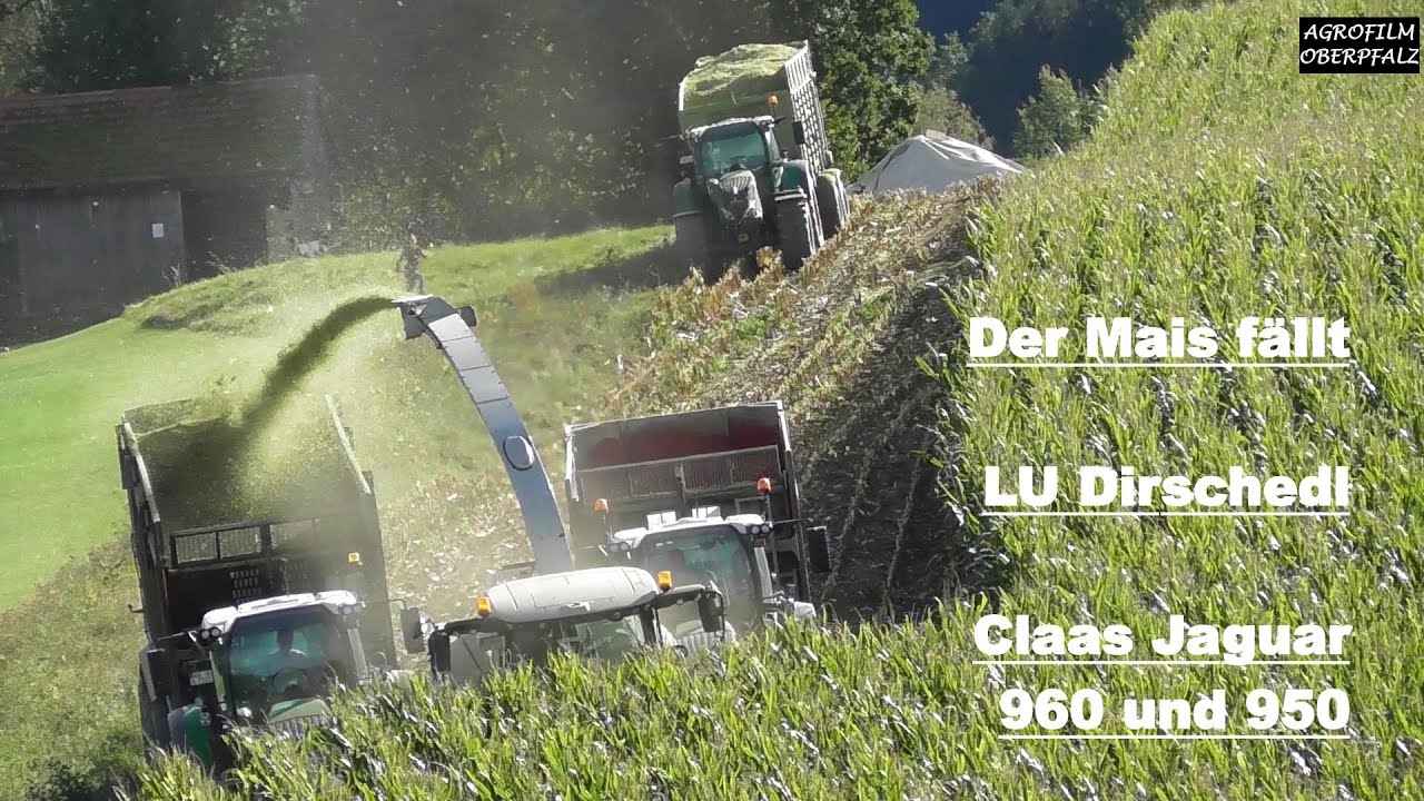 Der Mais fällt - LU Dirschedl - Claas Jaguar 960 und 950