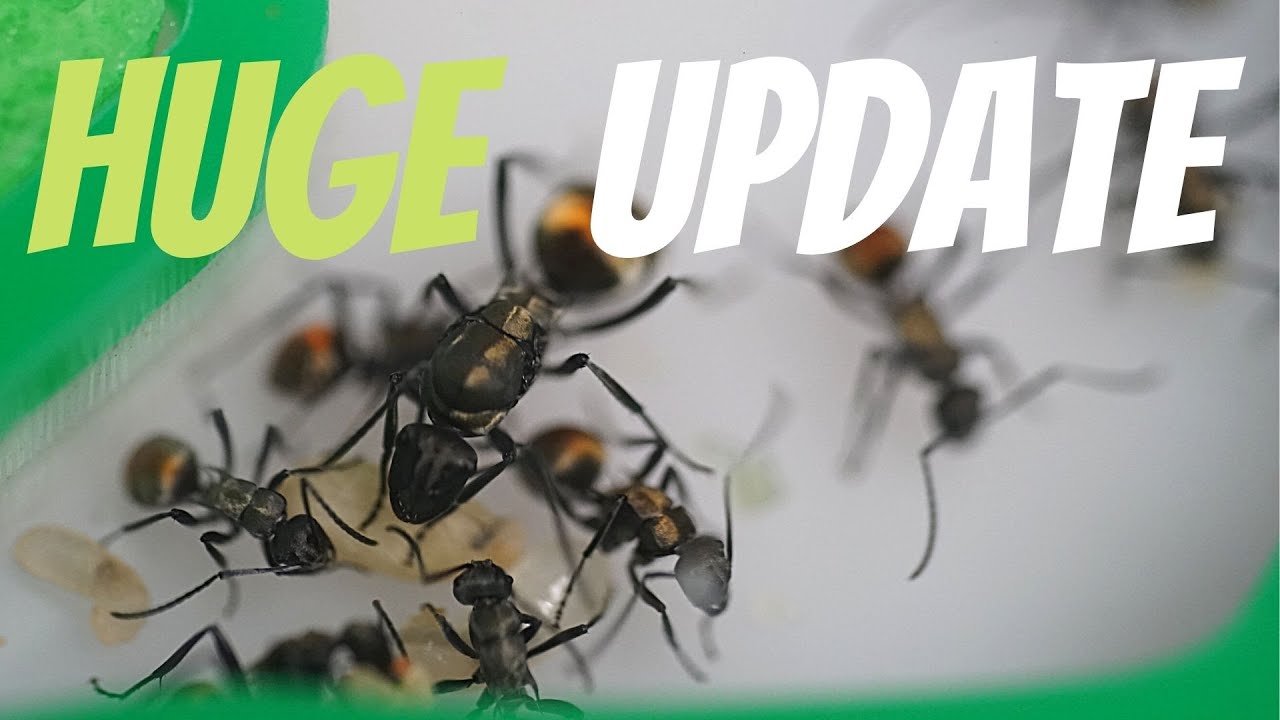 HUGE QUEEN ANT & COLONY UPDATE | PLUS EXCITING CHANNEL ANNOUNCEMENT!