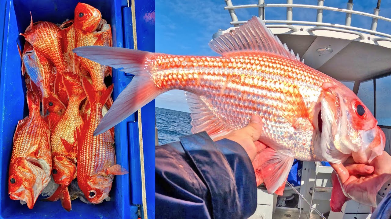 Nannygai Jigging Session | Catch and Cook