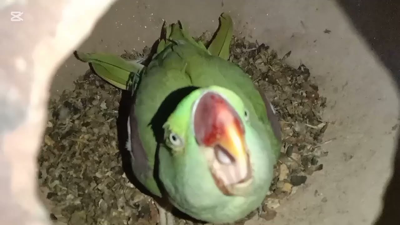 INDIAN RINGNECK PARROT BABY DAY BY DAY GROWTH