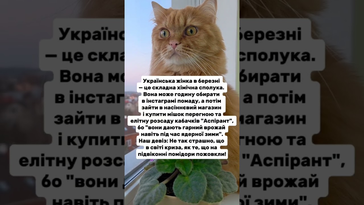 Весна #гуморукраїна #кітблогер #жартиукраїнською #війнавукраїні #війнатриває #cat