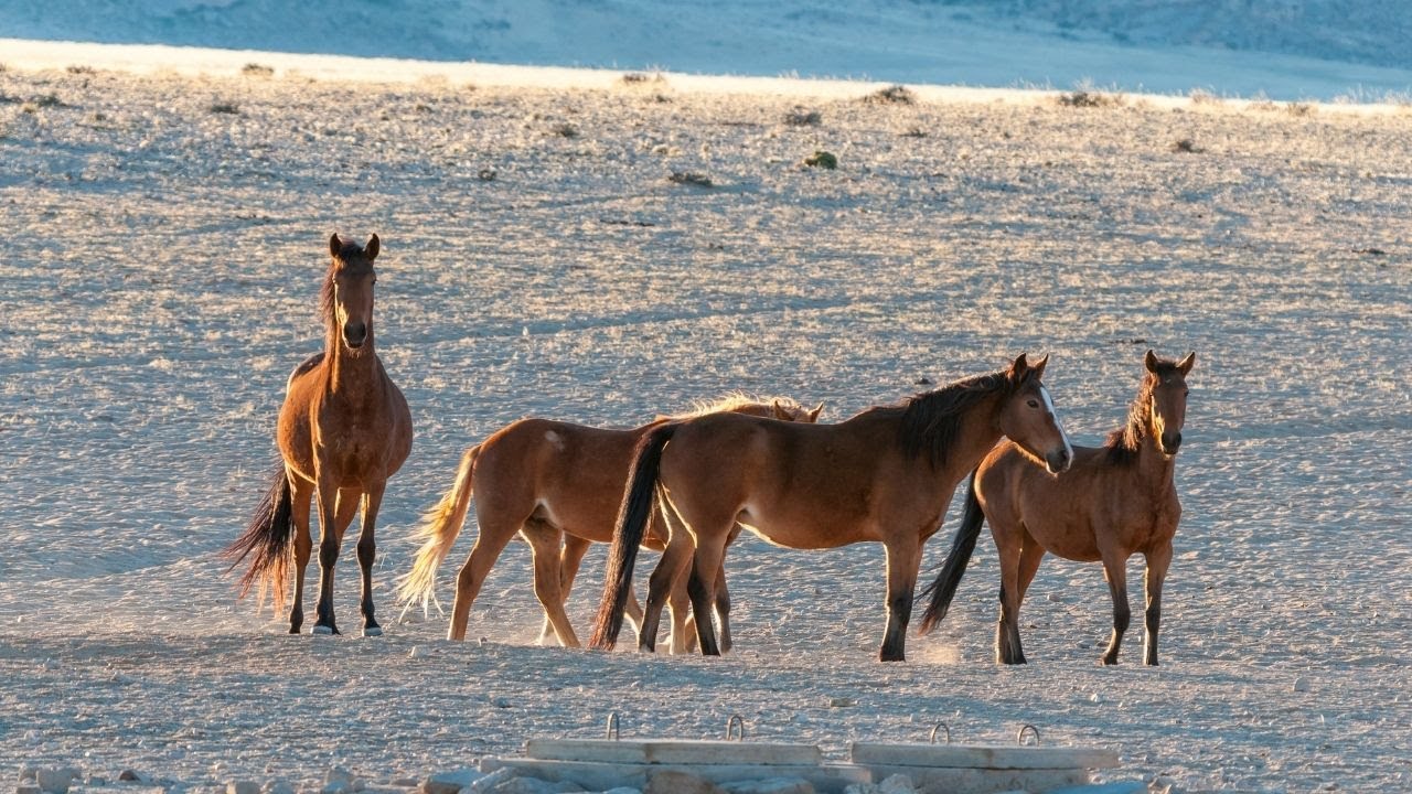CABALLOS SALVAJES DEL NAMIB - 🐎El Salvaje Oeste Africano 🌳| Grandes Documentales