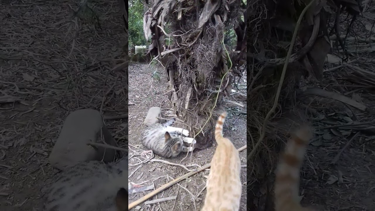 Two Kittens, One Palm Tree: The Sweet Secrets of Playtime!