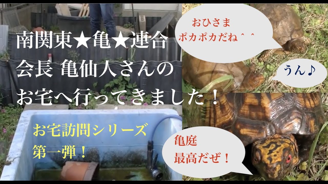 かめぞー☆ちゃんねる　12クラッチ目　お宅訪問シリーズ第一弾！南関東☆亀☆連合 会長：亀仙人さん