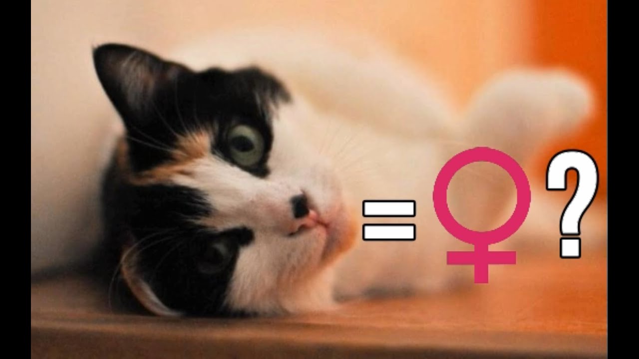 Pourquoi les chats tricolores sont-ils presque toujours des femelles ?