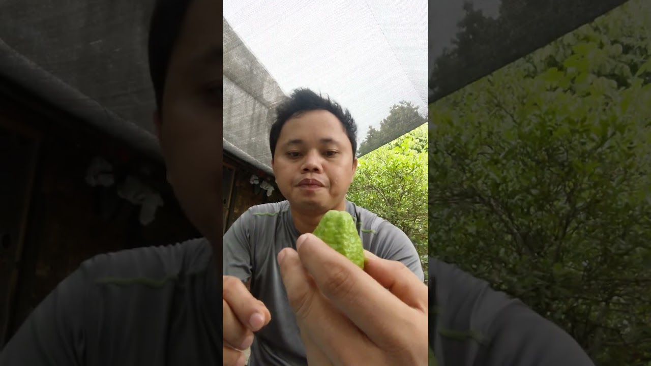 Kaon Ta Bayabas 😅