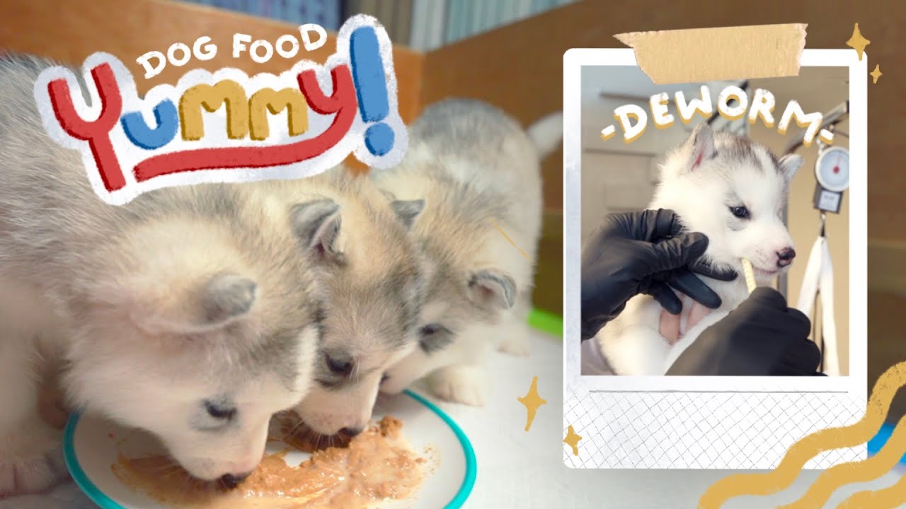 NAGSOLID FOOD NA ANG 3 BIIKS!! + 2ND DEWORMING