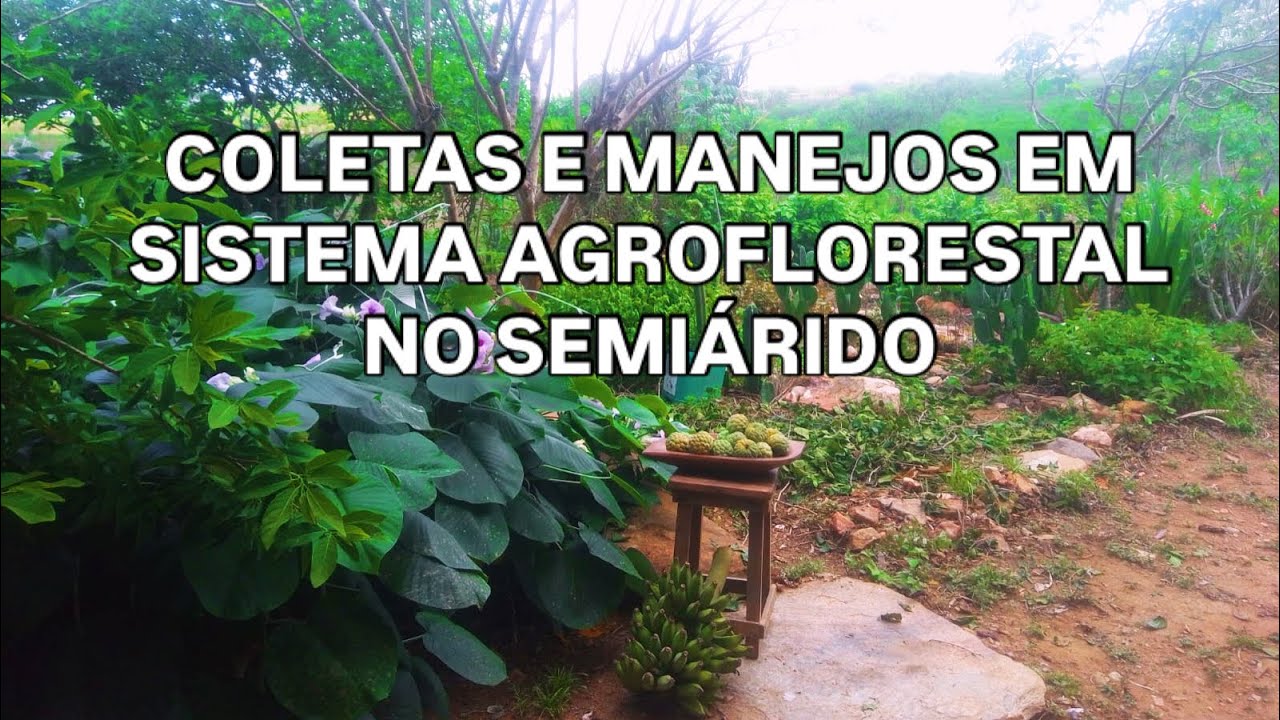 Coletas e manejos em sistema agroflorestal no semiárido. #agroflorestanacaatinga