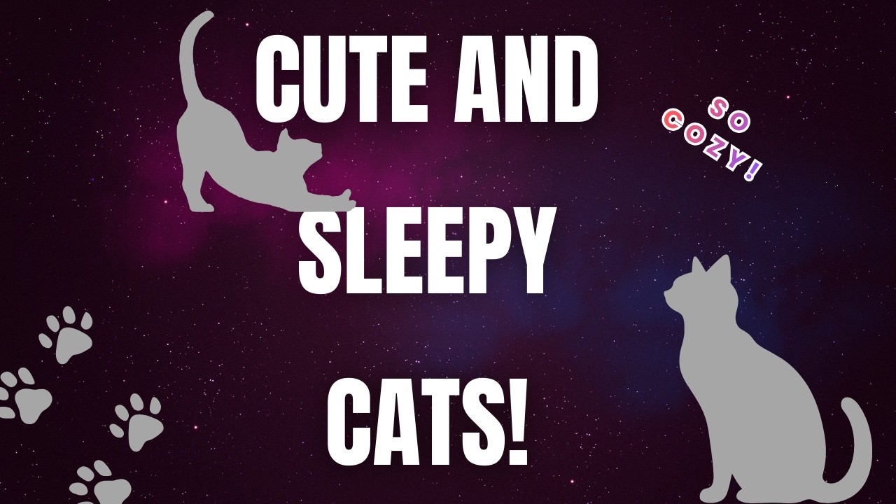 15 Sleepy Cats That Will Melt Your Heart! (Which one is your favorite?)