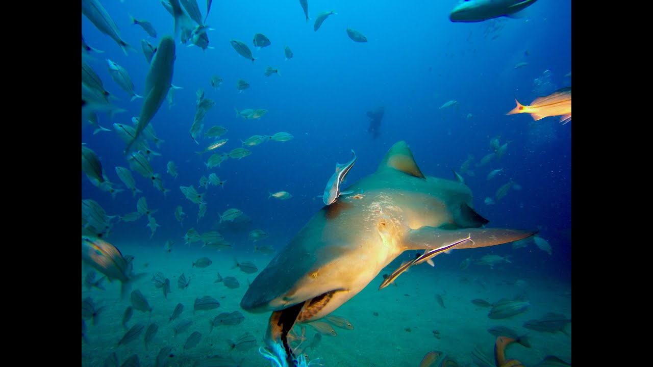 Shark Diving in Florida with Jim Abernethy narrated by Ryan Walton