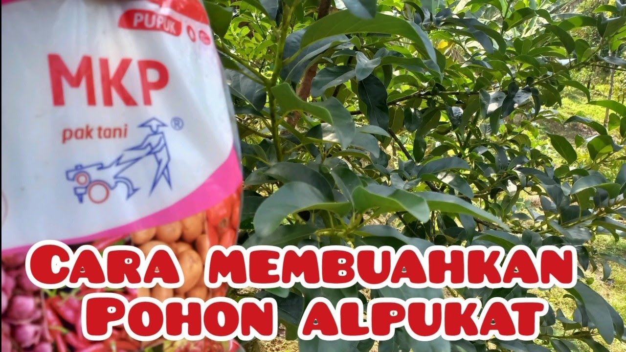 CARA MEMBUAHKAN POHON ALPUKAT DENGAN PUPUK MKP