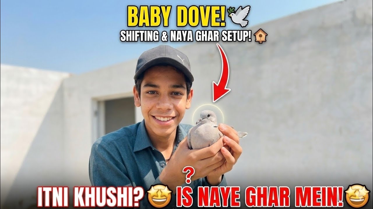 Dove chicks ko second cage ma shift kr diya🥰 | Dove Khumry🕊 | BalochPetszone @100kaamhainvlogs