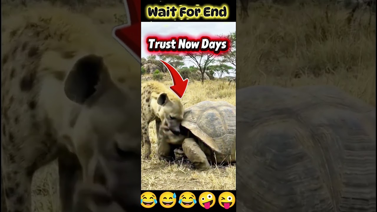 Hyena&rsquo;s Unexpected Move&hellip; The Turtle Didn&rsquo;t See This Coming! 🐢😳