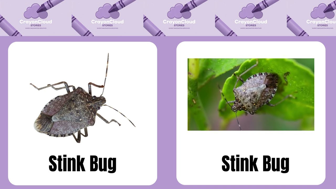 Crawling Insects Names for Kids  | Real  Pictures & Videos!