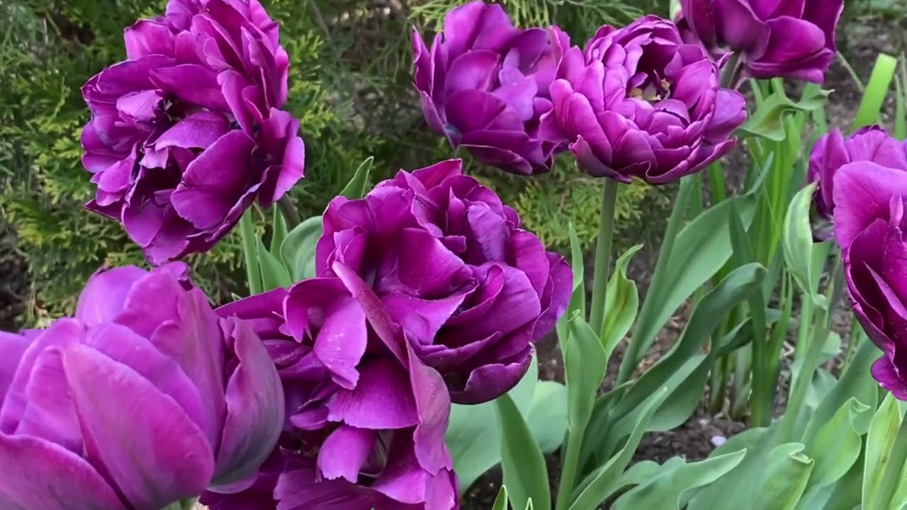🌷 Tulip Garden Tour - Side Garden - Back Garden 🌷