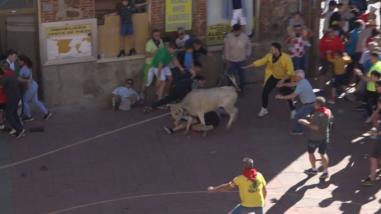 Torito del Alba Cuerva - Fiestas del Toro Enmaromado 2024 Benavente
