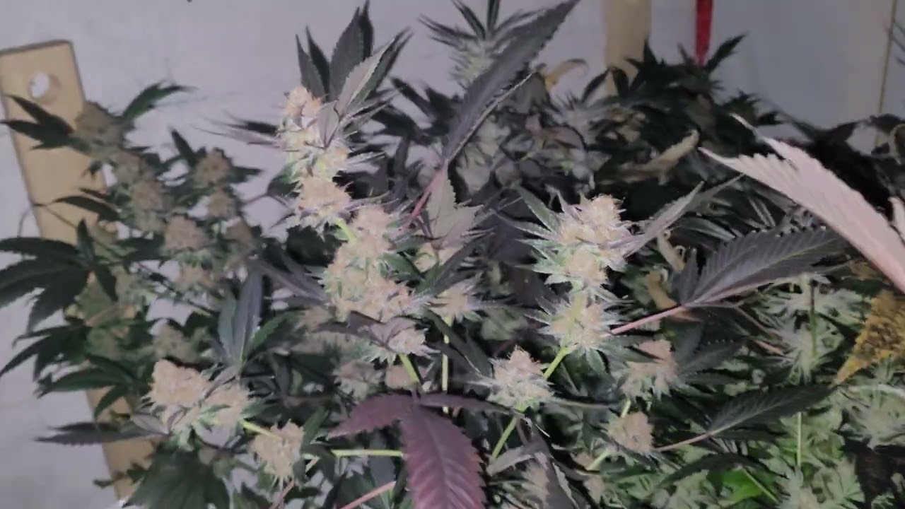 Nighttime shots of some colorful buds!