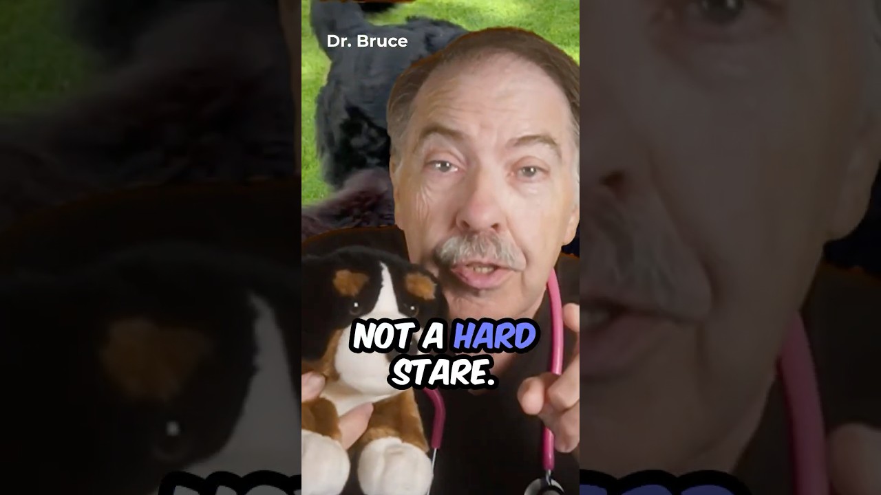 Действительно ли ваша собака вам доверяет? 3 признака, которые упускают из виду большинство владе...