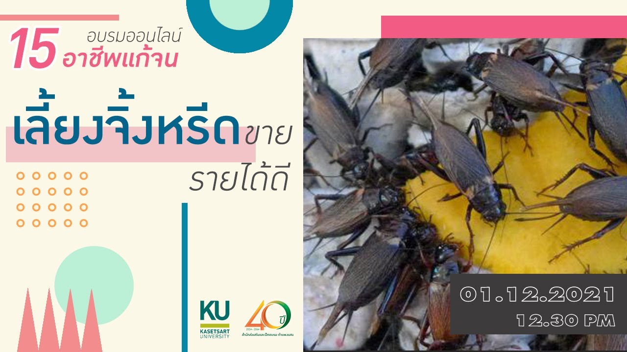 15 อาชีพแก้จน EP.1 : เลี้ยงจิ้งหรีดขาย รายได้ดี