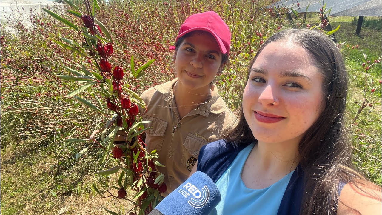 HIBISCUS: Siembra, cosecha y producción. -EAP N°1 de Laguna Blanca