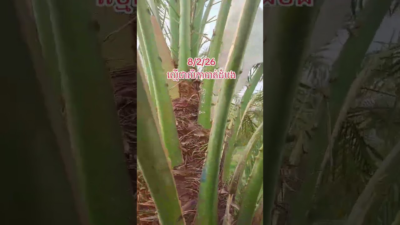 8/2/26បង្កាត់កេសរបន្ត 086447434/060461122/