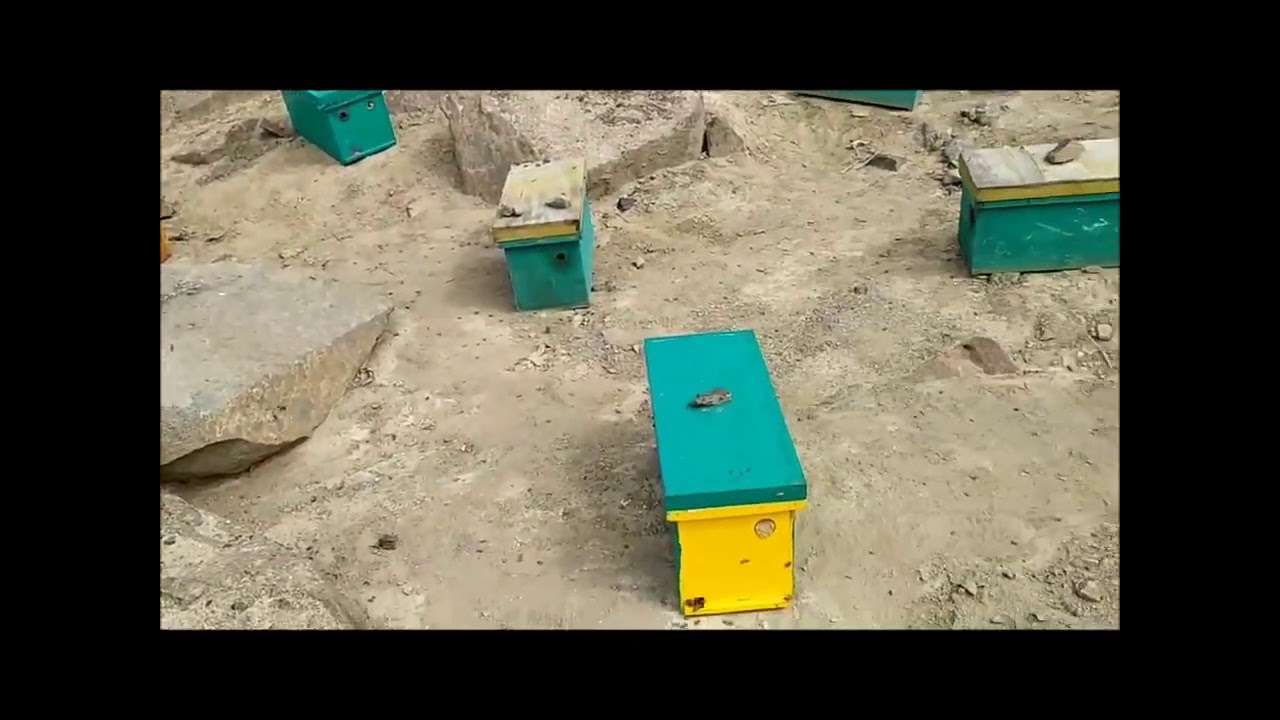 Fecundacion de reinas y tips para evitar el drisfting de las abejas