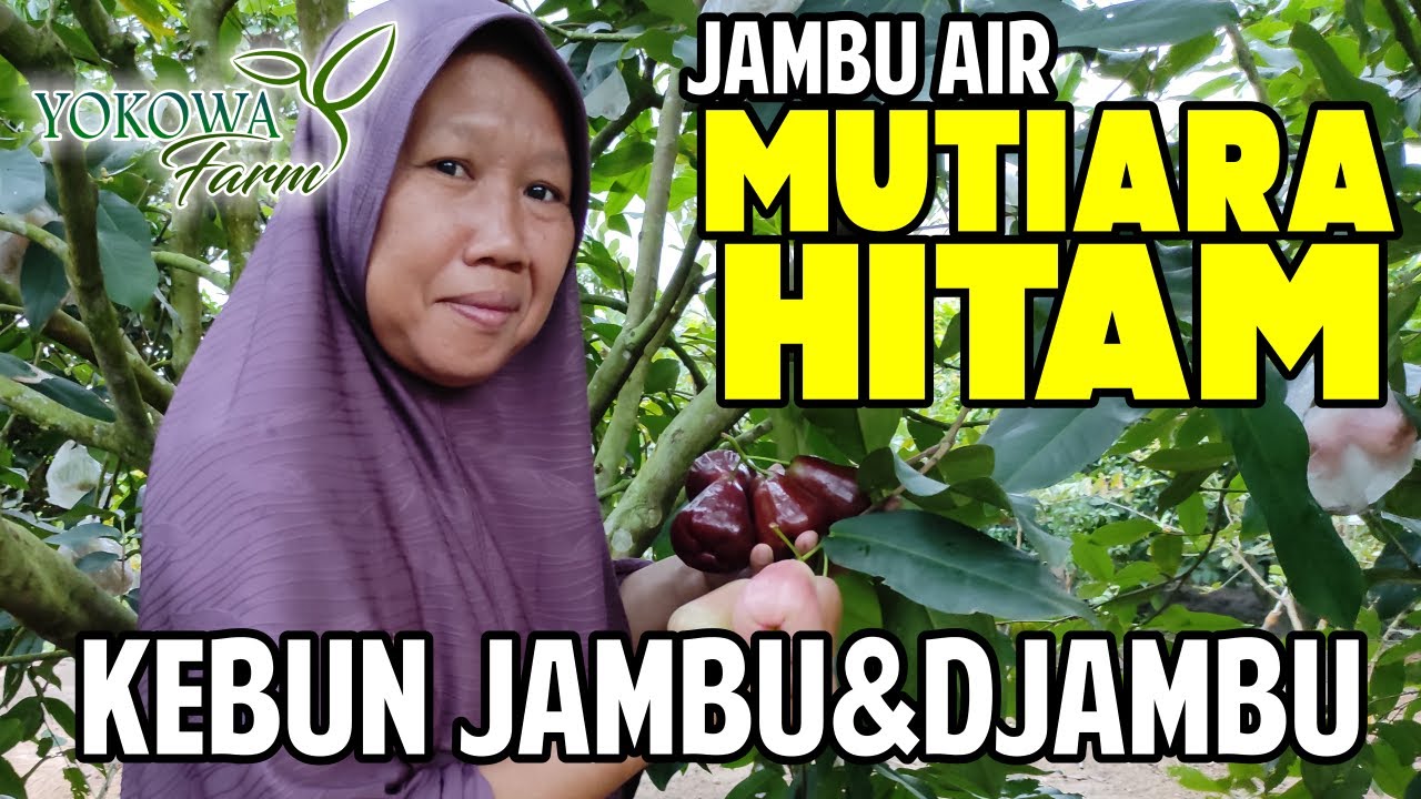 KEBUN JAMBU AIR 