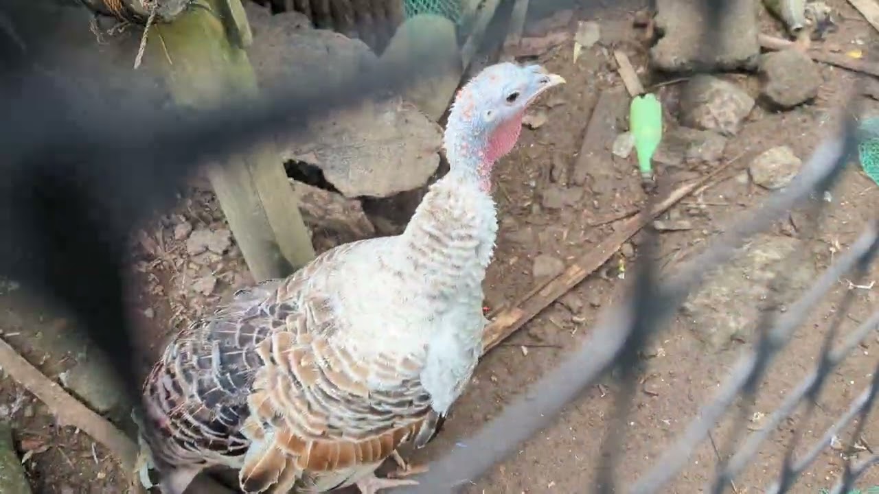 #backyardfarming update sa ating mga alagang Pabo,Manok,gansa,benggala pagkatapos ng Bagyong Uwan