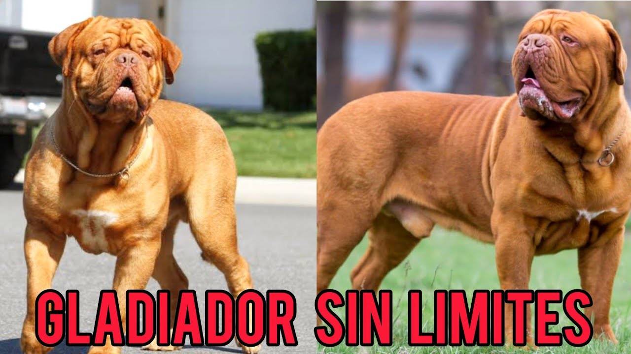 Dogo de Burdeos: El Gigante Más Poderoso y Leal del Mundo Canino