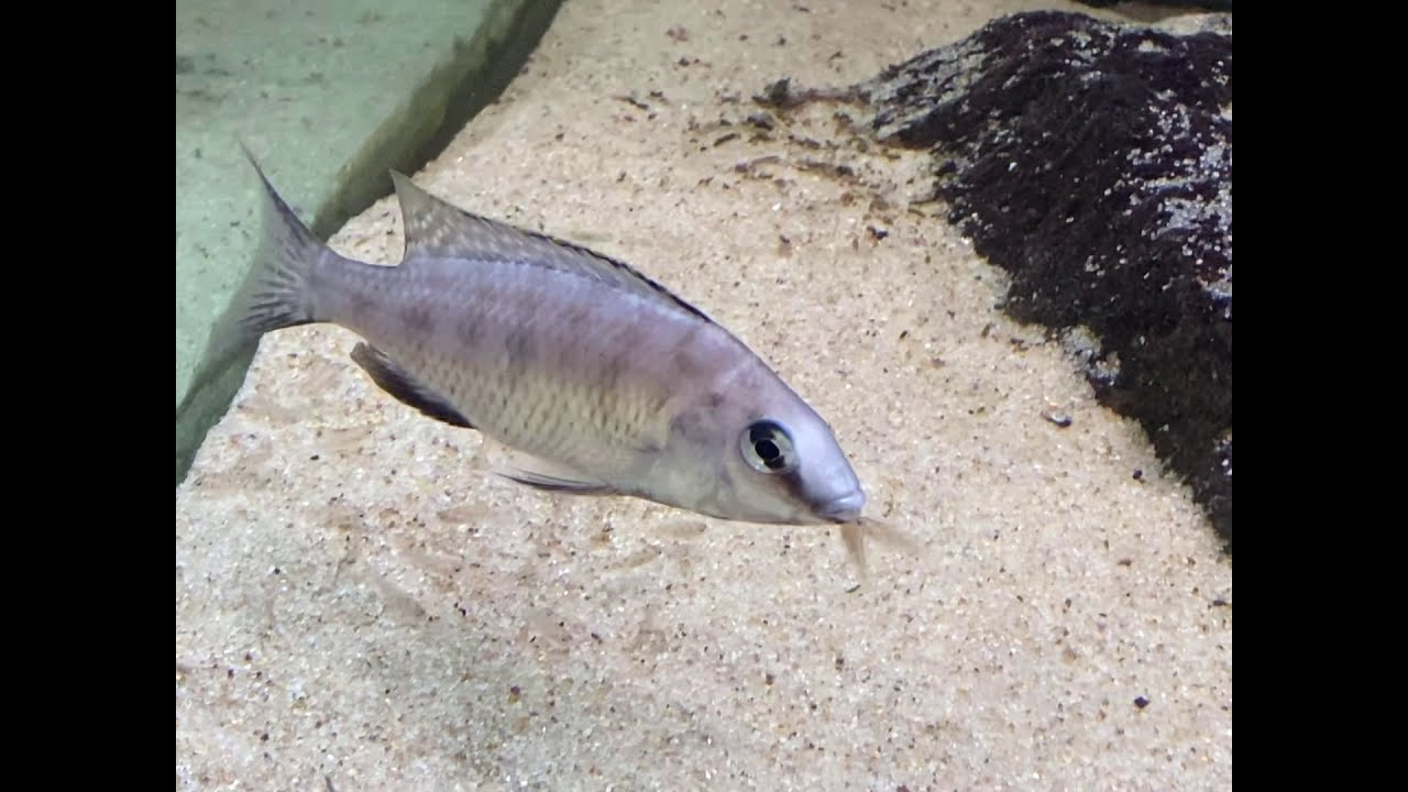 Protomelas fenestratus Pombo rocks female protecting fry - PISCES