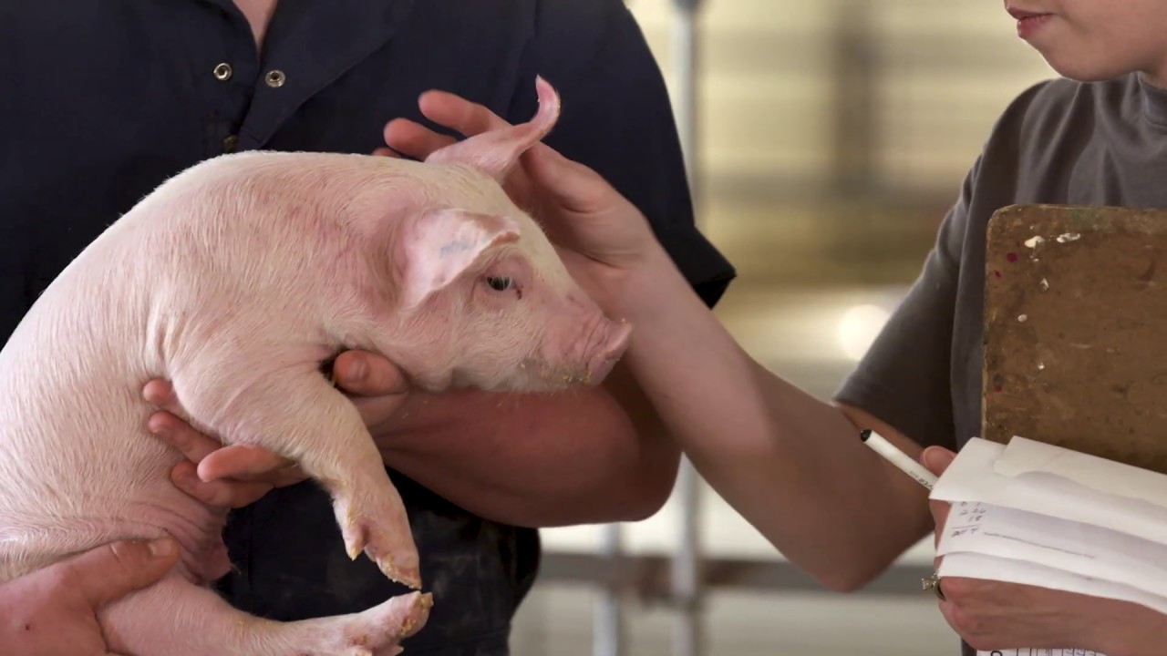 African Swine Fever – Is my family safe?