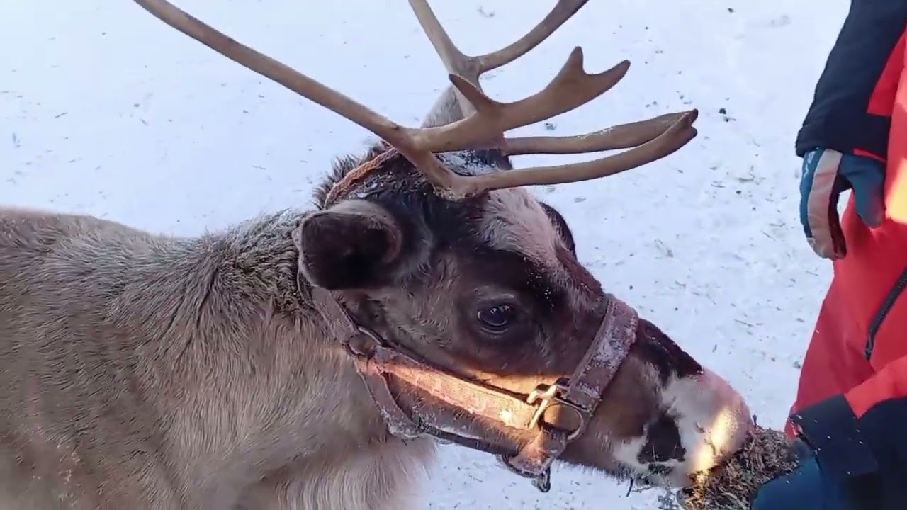 Животные на зимней ферме
