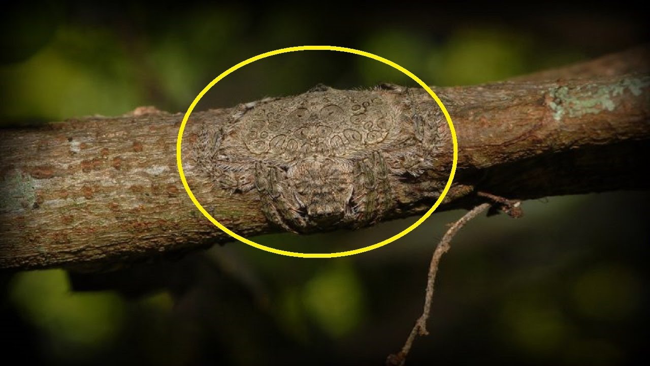 Wrap Around Spiders Are Real And They’re Nearly Impossible To Spot Before It’s Too Late